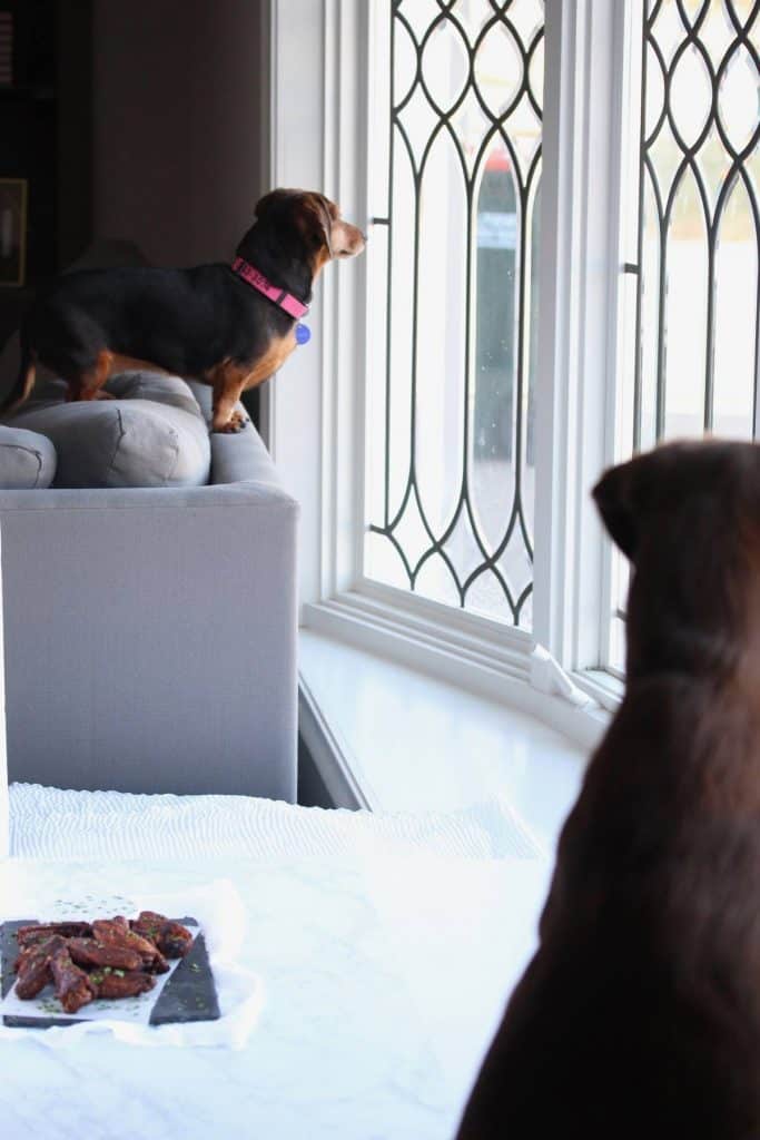 A wiener dog and chocolate lab looking out the window.